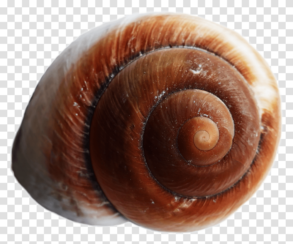 Download Sea Ocean Shell Image For Free Snail Shell Background, Fungus, Invertebrate, Animal, Sea Life Transparent Png