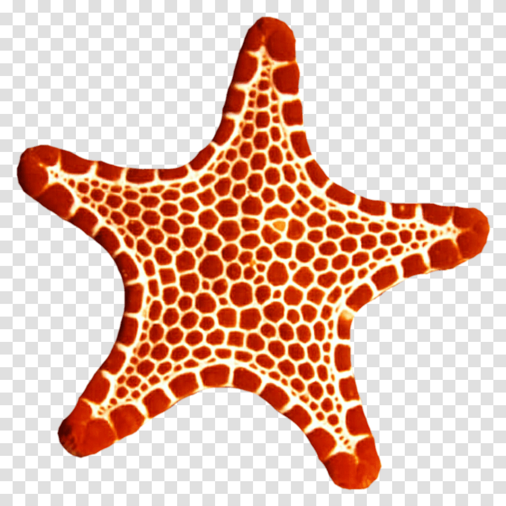 Download Sea Star Photo Sea Star Picture, Sea Life, Animal, Giraffe, Wildlife Transparent Png