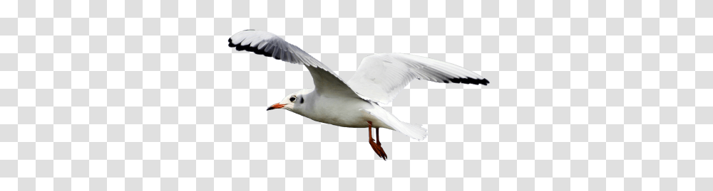Download Seagull Free Image And Clipart, Bird, Animal, Flying, Beak Transparent Png