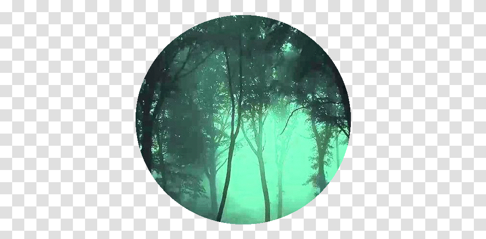 Download Shadeclans Dark Forest Banner Circle, Vegetation, Plant, Water, Outdoors Transparent Png