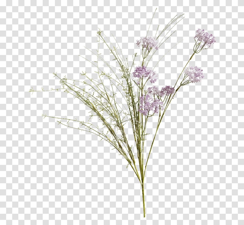 Download Shady Meadow Flower Lilac Dry Flowers, Ikebana, Art, Vase, Ornament Transparent Png