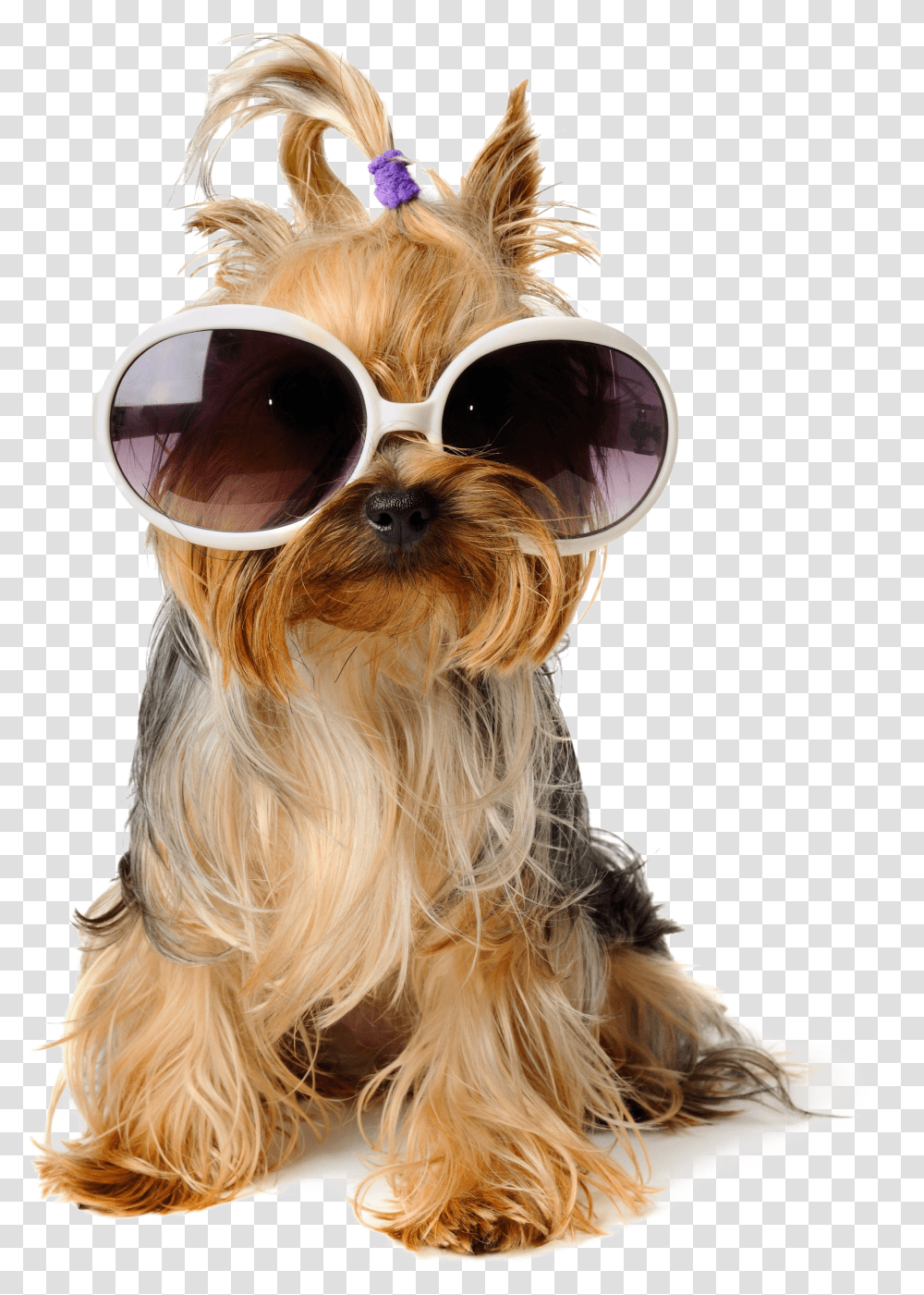 Download Shaggy Sitting Pet Greeting Dog Birthday Puppy Dogs With Sunglasses Clipart Transparent Png