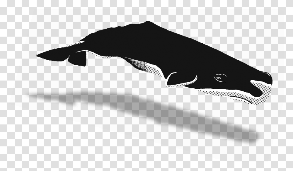 Download Share Humpback Whale Image With No Background Humpback Whale, Sea Life, Animal Transparent Png