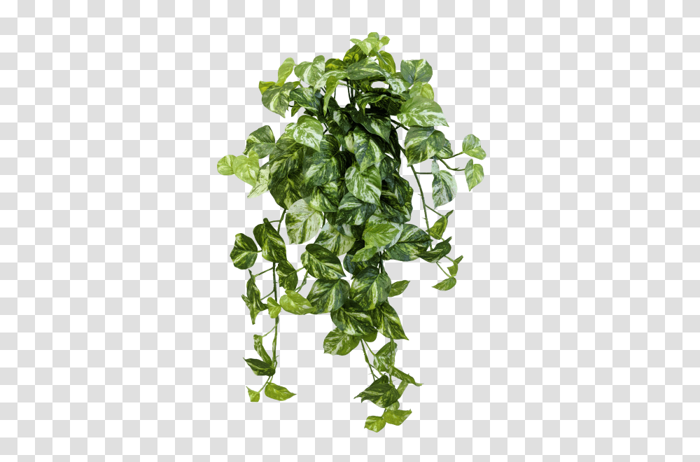 Download Share This Image Devils Ivy, Plant, Leaf, Vine Transparent Png