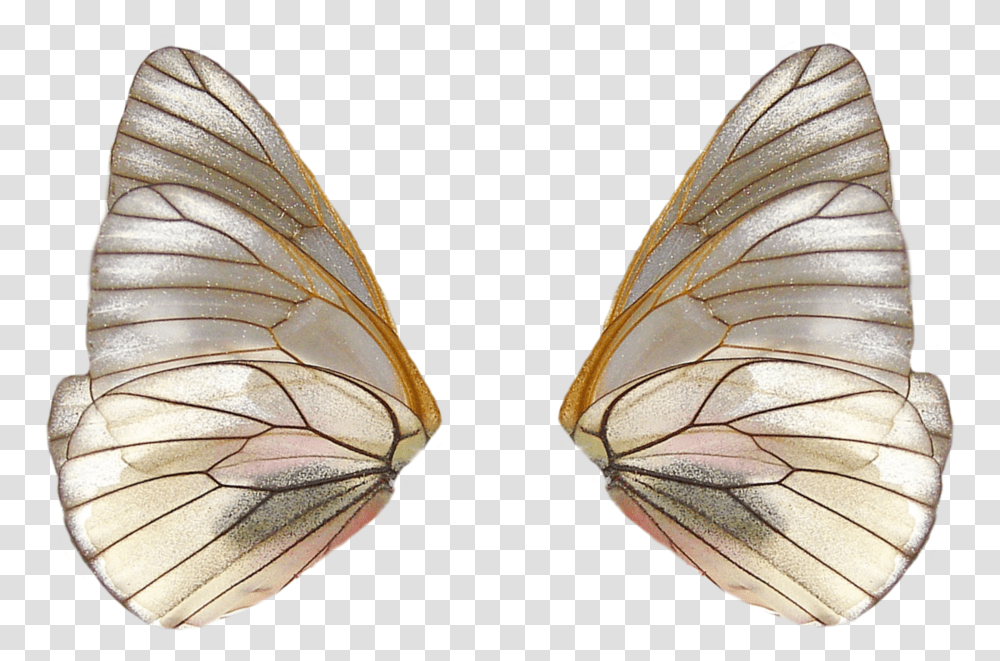 Download Share This Image Fairy Wings Image With Butterfly Wings, Insect, Invertebrate, Animal, Moth Transparent Png