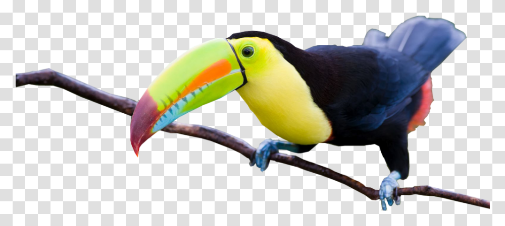 Download Share This Image Imagenes Del Tucan Hermosos, Bird, Animal, Beak, Toucan Transparent Png