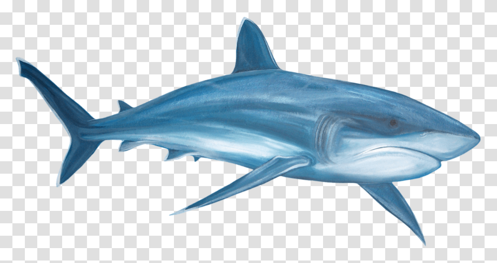 Download Shark Pictures Watercolor Great White Shark, Sea Life, Fish, Animal, Mammal Transparent Png
