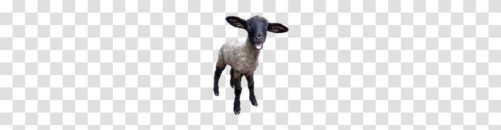 Download Sheep Free Photo Images And Clipart Freepngimg, Mammal, Animal Transparent Png