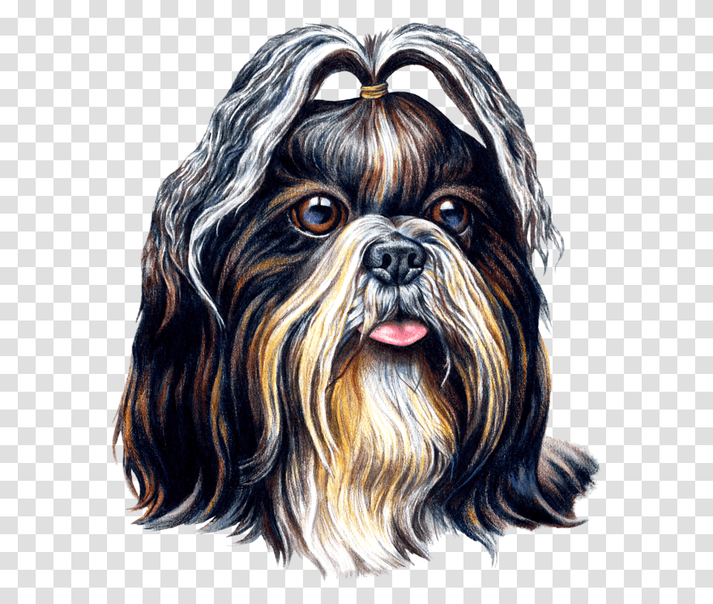 Download Shih Tzu Image With No Shih Tzu Watercolor, Pet, Animal, Canine, Mammal Transparent Png