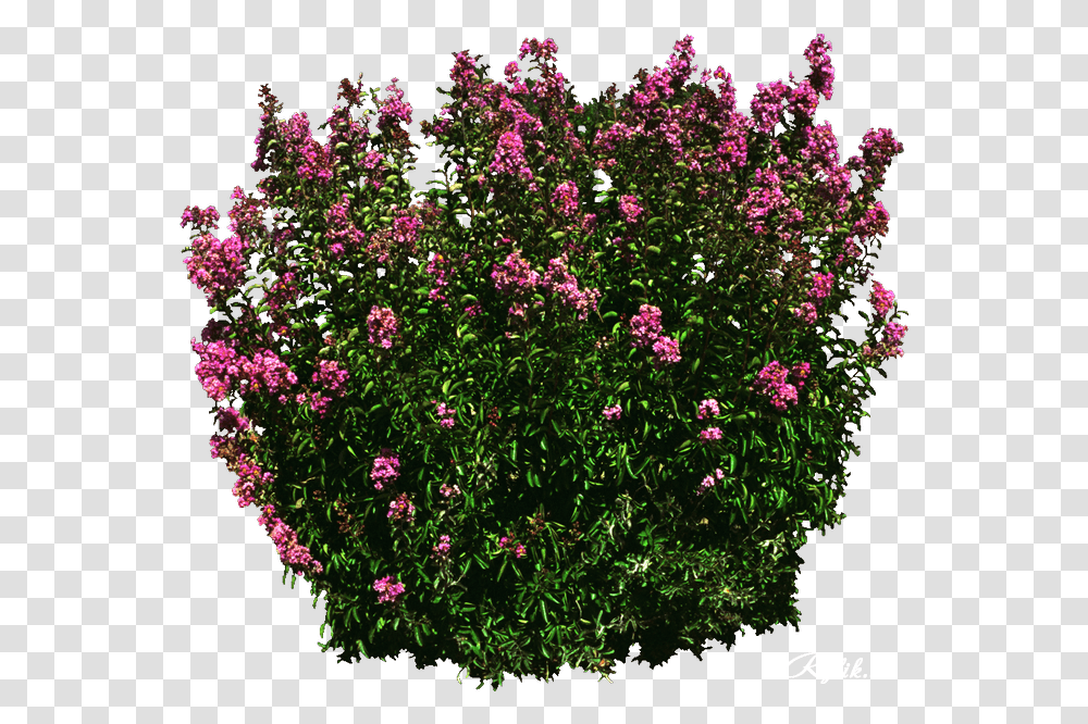 Download Shrub Flower Image With No Rose Tree Picart, Geranium, Plant, Blossom, Outdoors Transparent Png