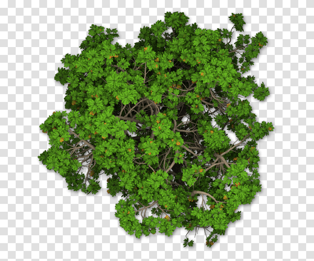 Download Shrub Mediterranean Cypress Tree Pine Plan Hq Photoshop Trees Plan, Plant, Vase, Jar, Pottery Transparent Png
