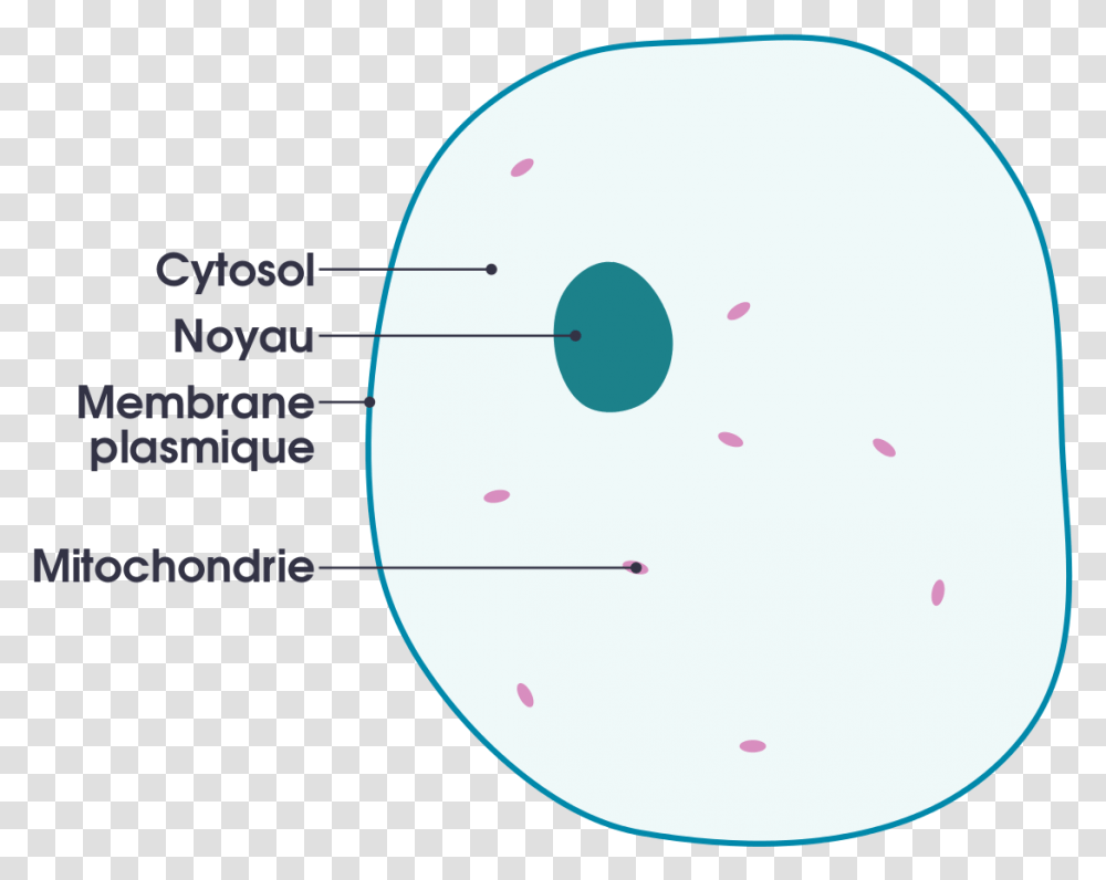 Download Simple Diagram Of Animal Cell Simple Animal Cell Animal Cell For Kids, Plot, Disk, Pattern Transparent Png