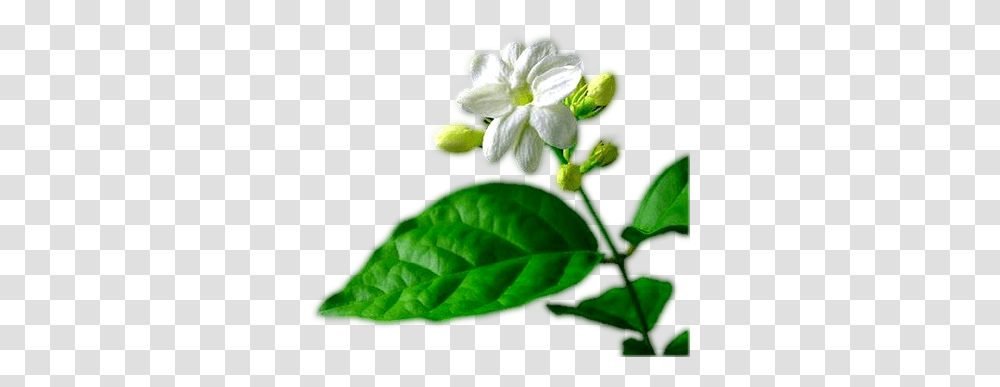 Download Single Jasmine Flower Three Jasmine Plant, Potted Plant, Vase, Jar, Pottery Transparent Png