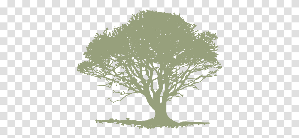 Download Single Light Green Tree Infinite Imagination, Plant, Bird, Animal, Tree Trunk Transparent Png