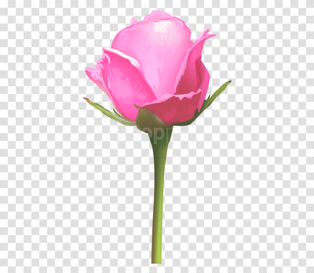 Download Single Pink Rose Images Single Pink Rose Flower, Plant, Blossom, Petal, Cross Transparent Png