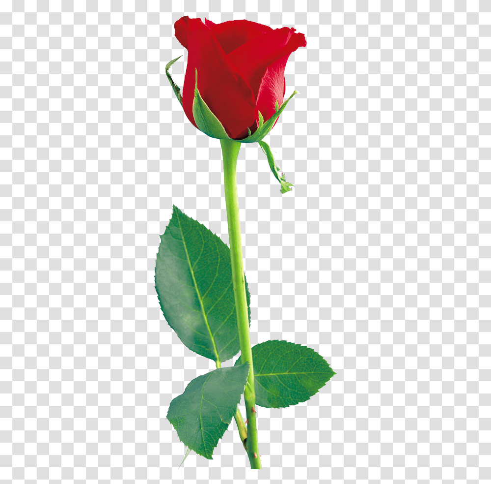 Download Single Red Rose File Rose Flower, Plant, Blossom, Leaf, Veins Transparent Png