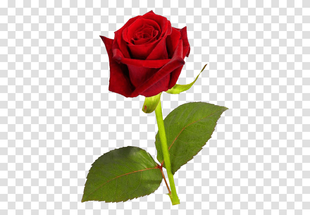 Download Single Red Rose Hd Single Red Rose Hd, Flower, Plant, Blossom, Tennis Ball Transparent Png