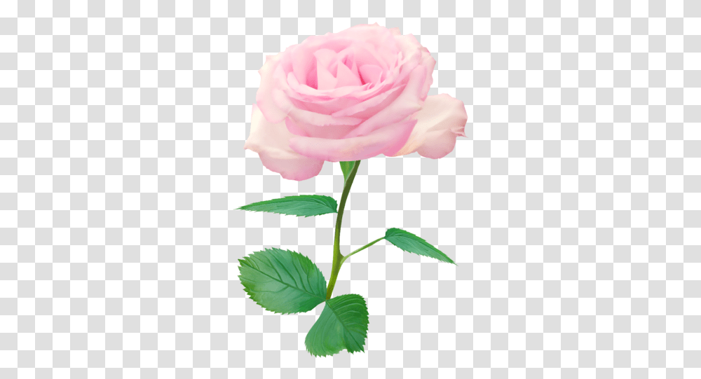Download Single Red Rose Nisanboard Pembe Tek Gl Single Pink Rose, Plant, Flower, Blossom, Petal Transparent Png