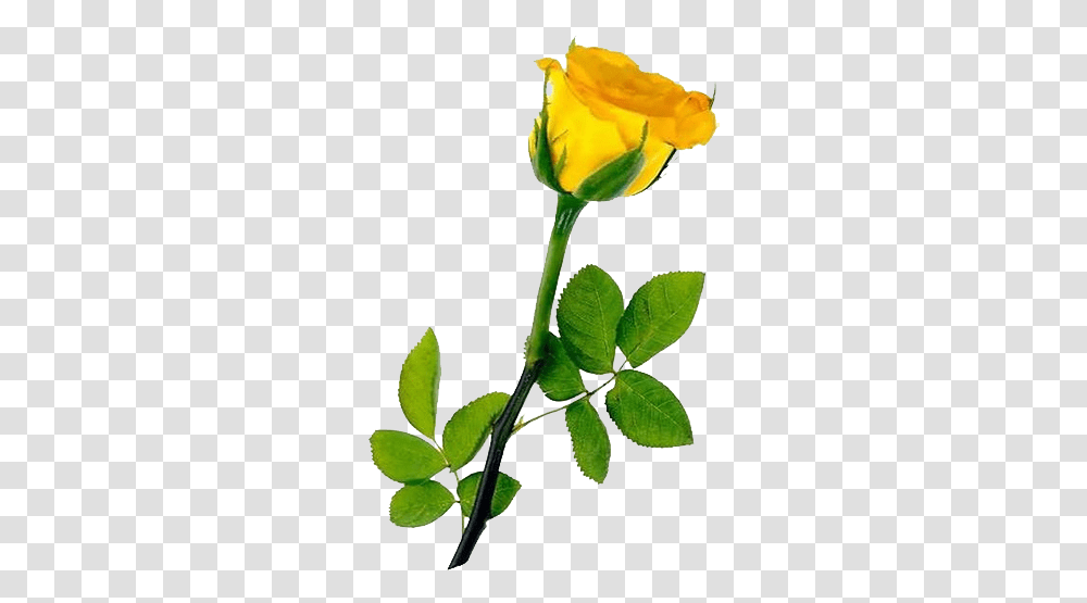 Download Single Yellow Rose For Yellow Rose, Flower, Plant, Blossom, Petal Transparent Png