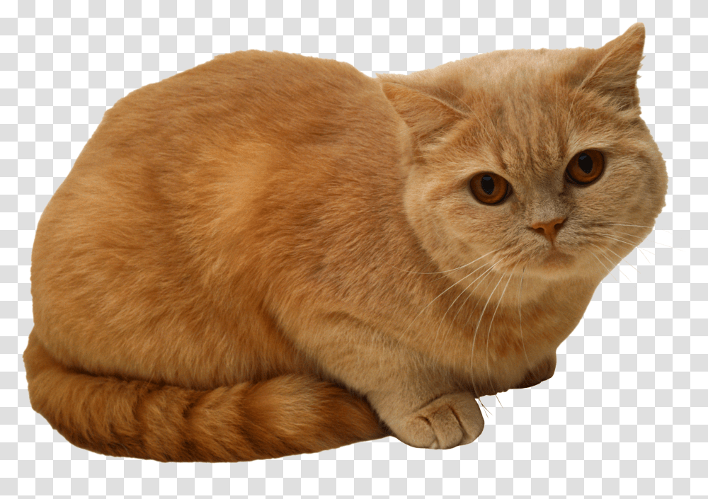 Download Sitting Cat Image For Free Sitting Cat Transparent Png