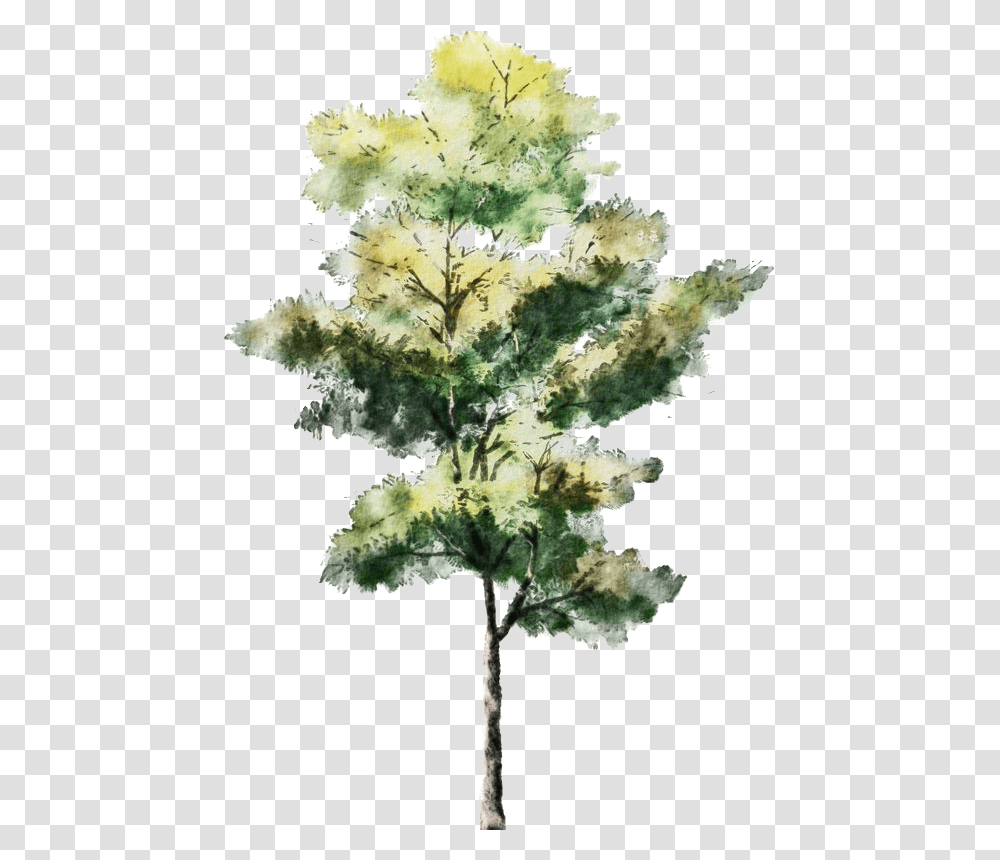 Download Sketch Tree Trees Watercolor Architecture Painting Architecture Rendered Tree, Plant, Leaf, Tree Trunk, Cross Transparent Png