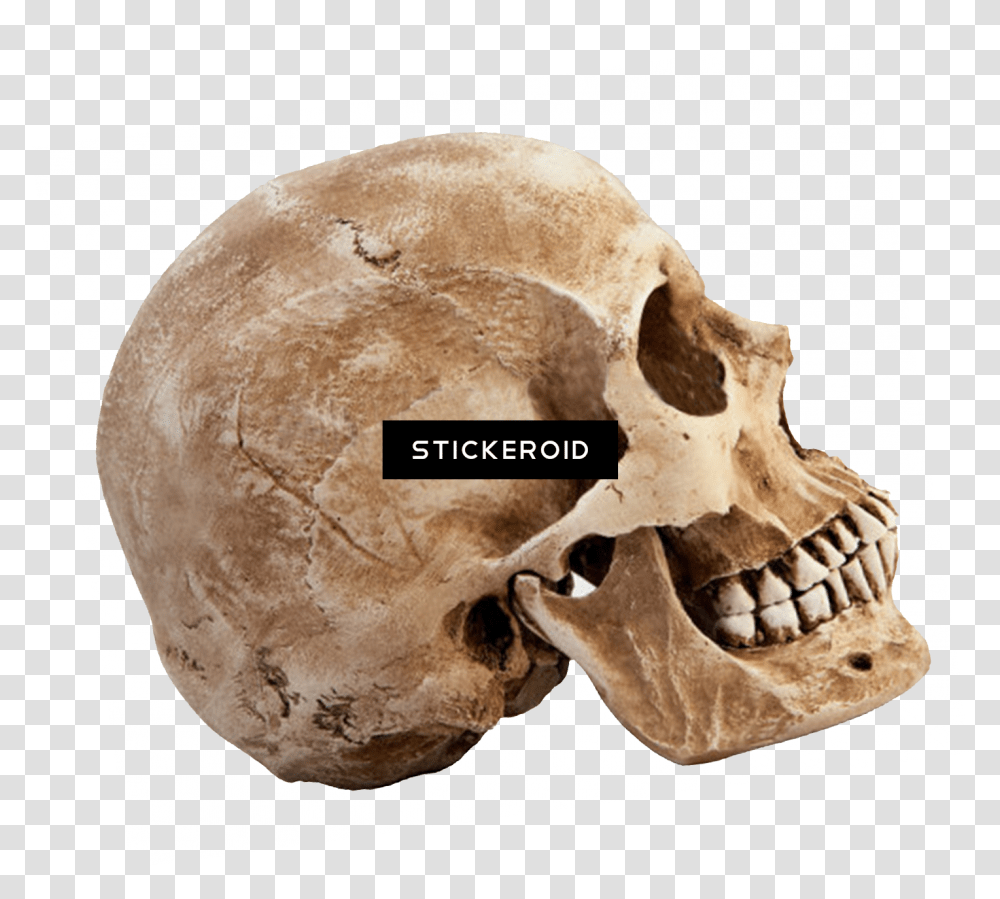 Download Skull People Side Profile Of A Skull, Jaw, Soil, Fossil, Archaeology Transparent Png