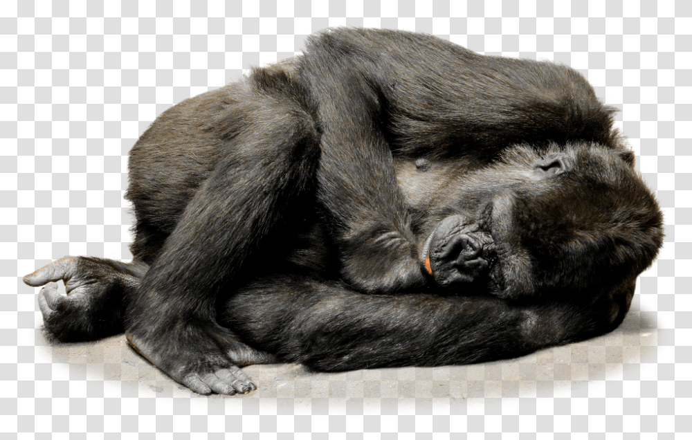 Download Sleeping Gorilla, Ape, Wildlife, Mammal, Animal Transparent Png