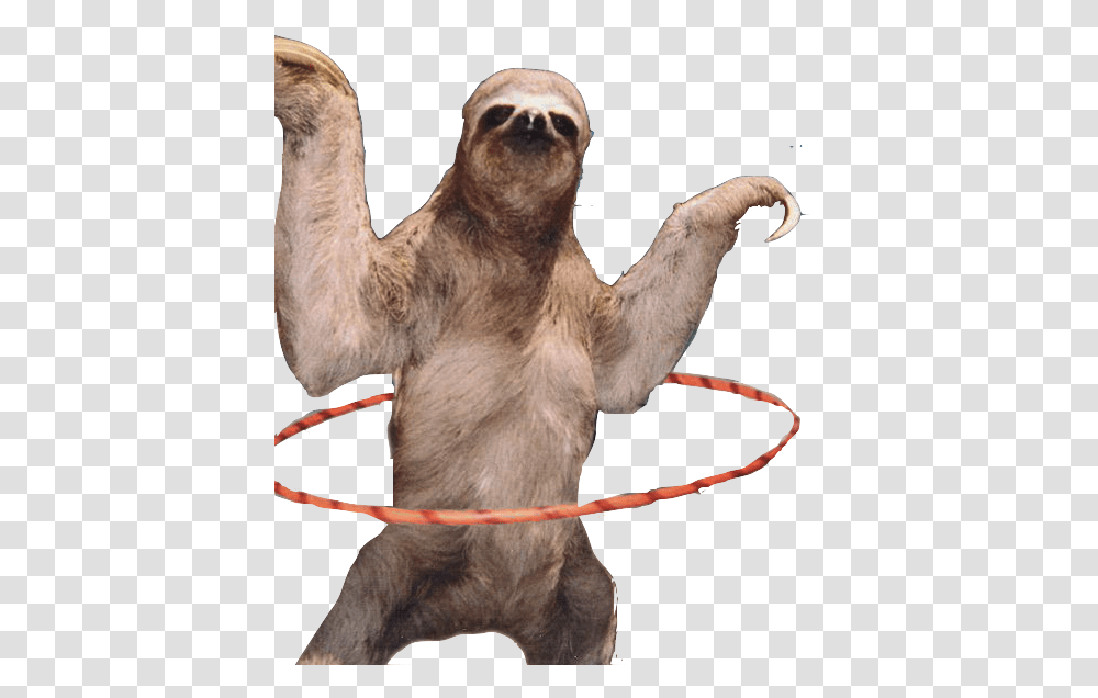 Download Sloth Hd Sloth, Wildlife, Animal, Mammal, Three-Toed Sloth Transparent Png
