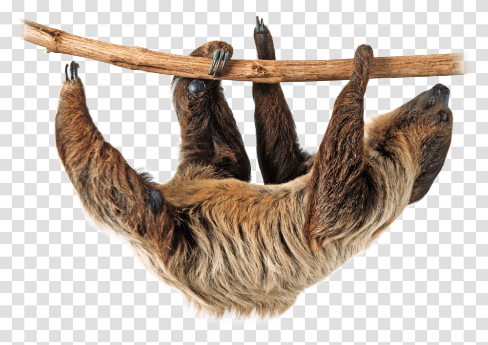 Download Sloth Image Sloth, Wildlife, Animal, Mammal, Three-Toed Sloth Transparent Png