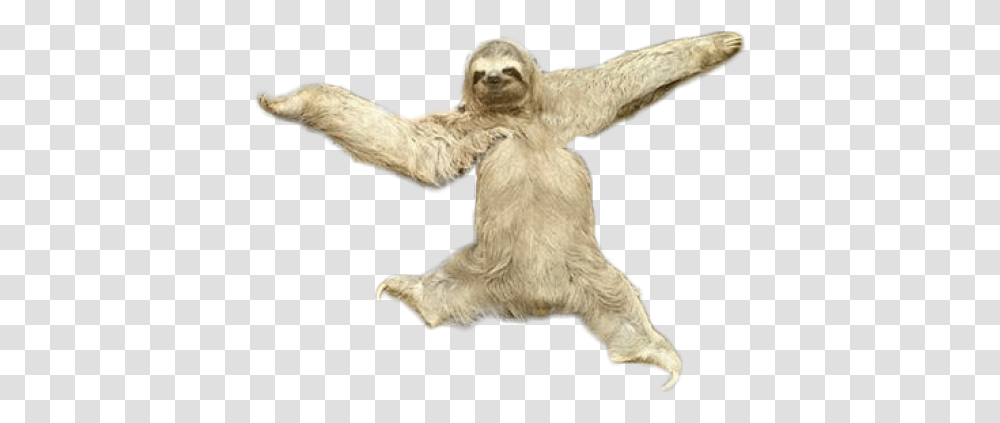 Download Sloth Images Sloth, Wildlife, Animal, Mammal, Three-Toed Sloth Transparent Png
