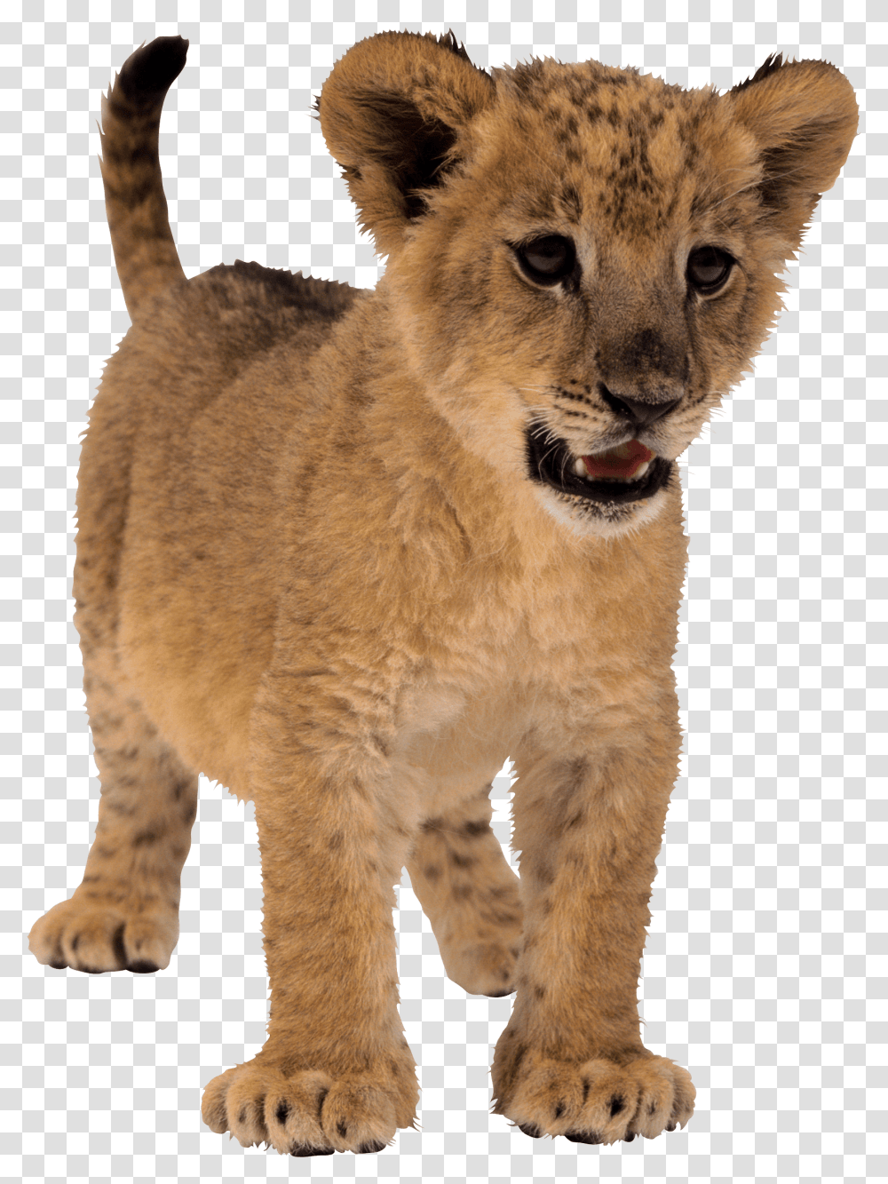 Download Small Lion Image Image Pngimg Small Lion, Wildlife, Mammal, Animal, Panther Transparent Png