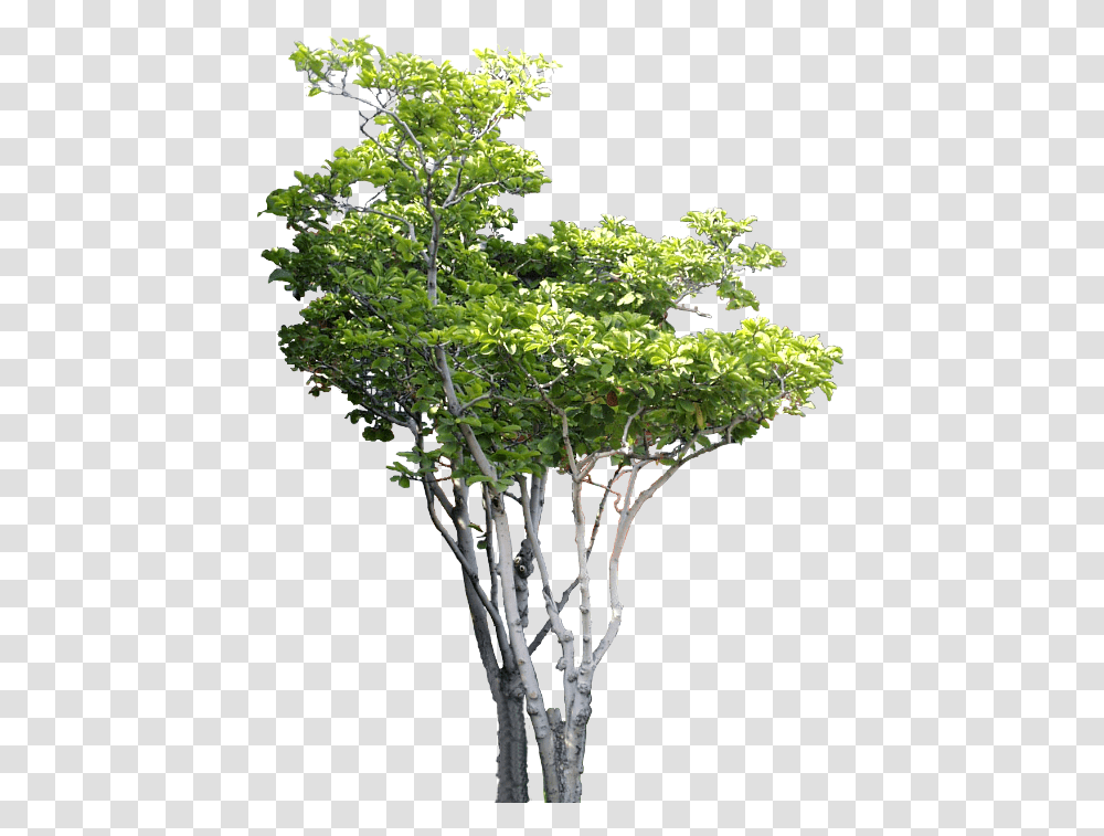 Download Small Tree Psd B Photoshop Photoshop Tree Hd, Plant, Vase, Jar, Pottery Transparent Png