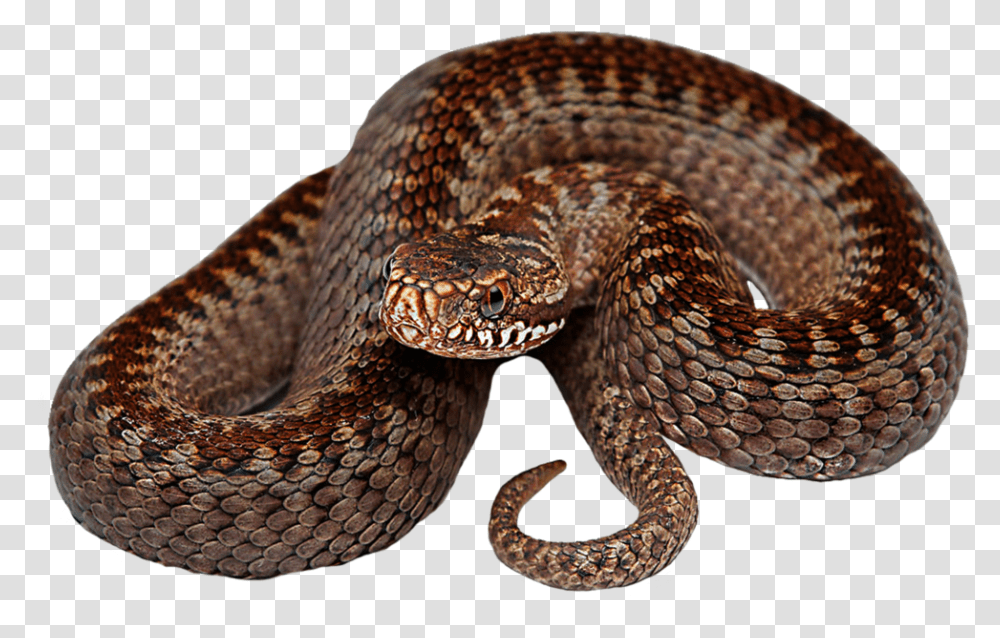 Download Snake Hd Photo Serpent, Reptile, Animal, Rattlesnake, King Snake Transparent Png