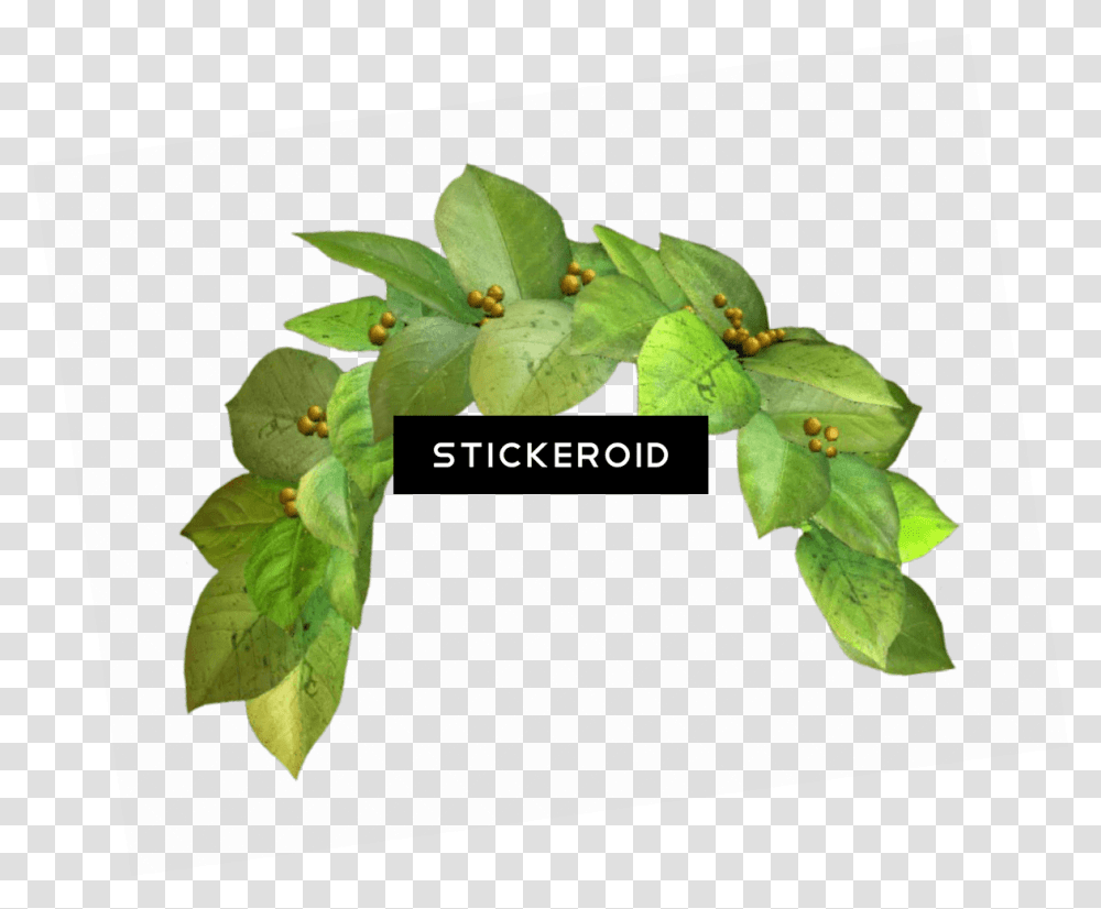Download Snapchat Filter Green Crown Snapchat Photo Filter Green Flower Crown, Leaf, Plant, Tree, Annonaceae Transparent Png