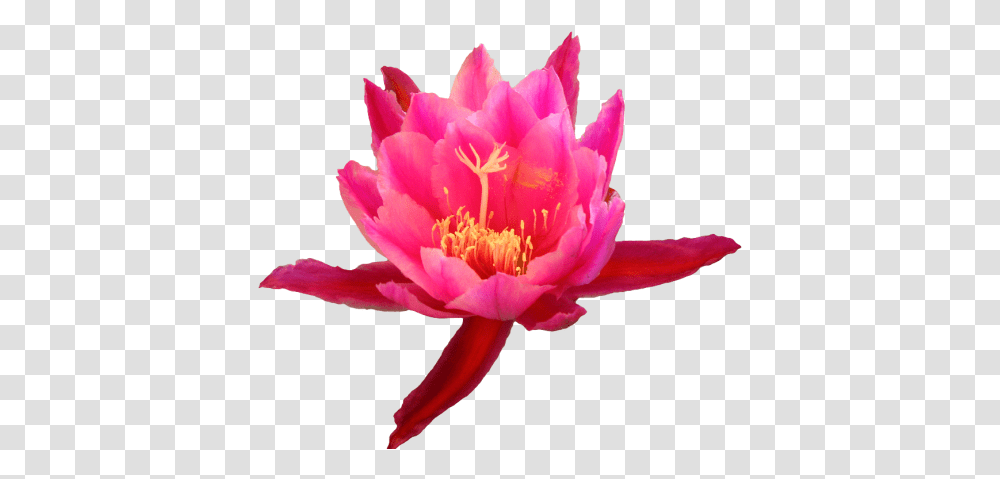 Download Source Transparentflowers Tumblr Com Cactus Flower, Plant, Blossom, Lily, Anther Transparent Png