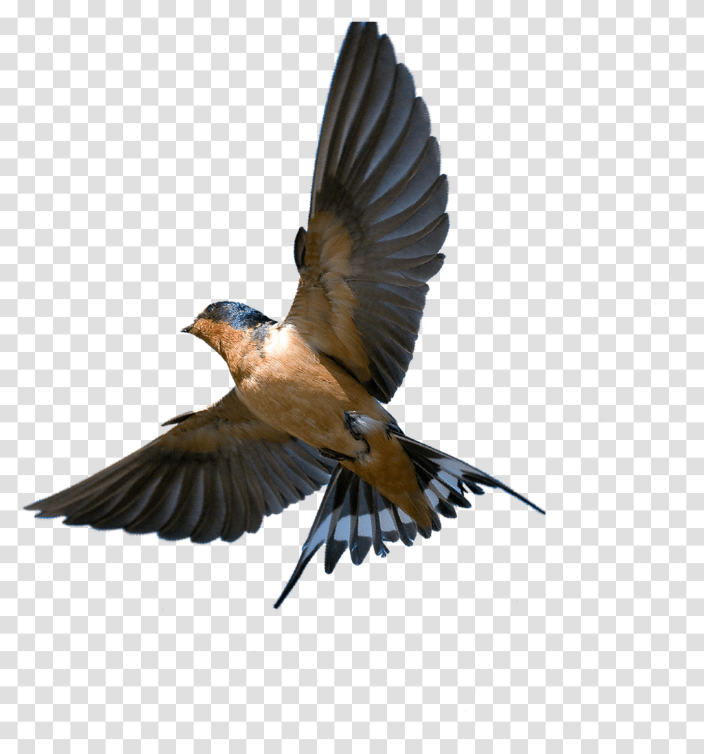 Download Southern Flying Tree Rough Barn Swallow In Flight, Bird, Animal, Jay, Blue Jay Transparent Png