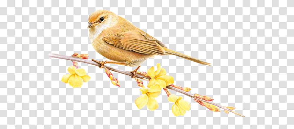 Download Sparrow Image & Clipart Bird Colored Pencil, Animal, Finch, Anthus, Canary Transparent Png
