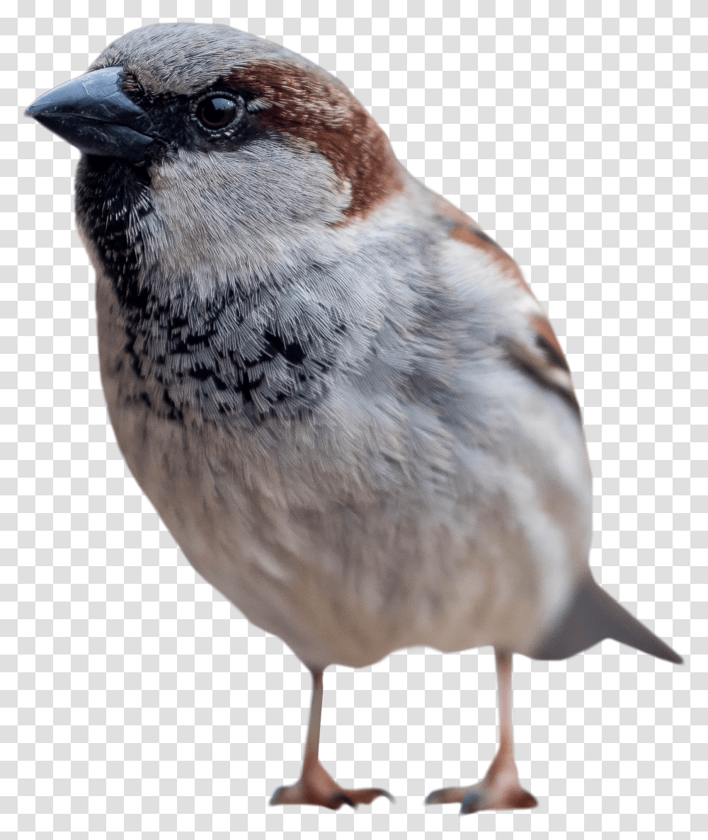 Download Sparrow Standing Image For Bird Standing, Animal, Finch, Beak Transparent Png