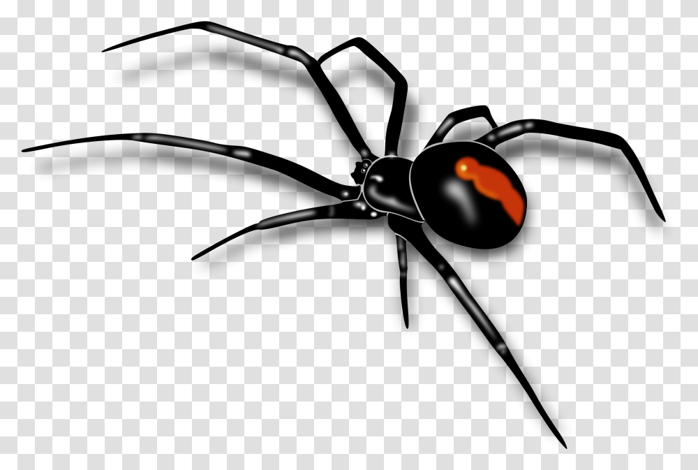 Download Spider Black Widow Spider, Insect, Invertebrate, Animal, Arachnid Transparent Png