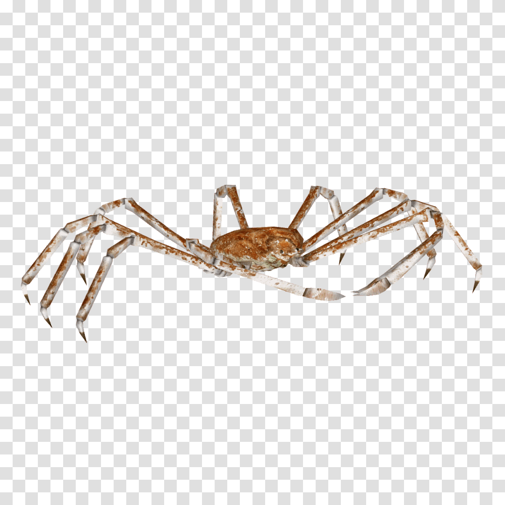 Download Spider Crab Japanese Spider Crab, Insect, Invertebrate, Animal, Food Transparent Png