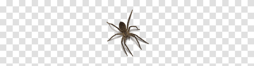 Download Spider Free Photo Images And Clipart Freepngimg, Animal, Invertebrate, Arachnid, Insect Transparent Png