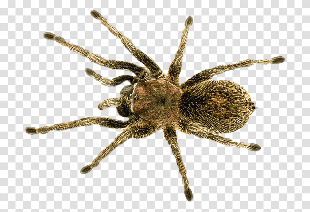 Download Spider Image For Free Does A Wolf Spider Look Like, Tarantula, Insect, Invertebrate, Animal Transparent Png