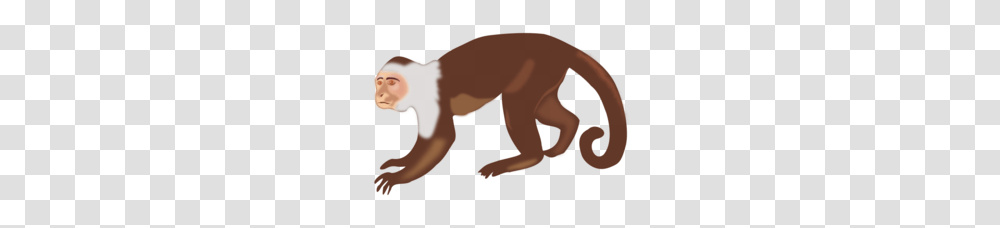 Download Spider Monkey Clip Art Clipart Primate Brown Spider, Mammal, Animal, Wildlife, Person Transparent Png