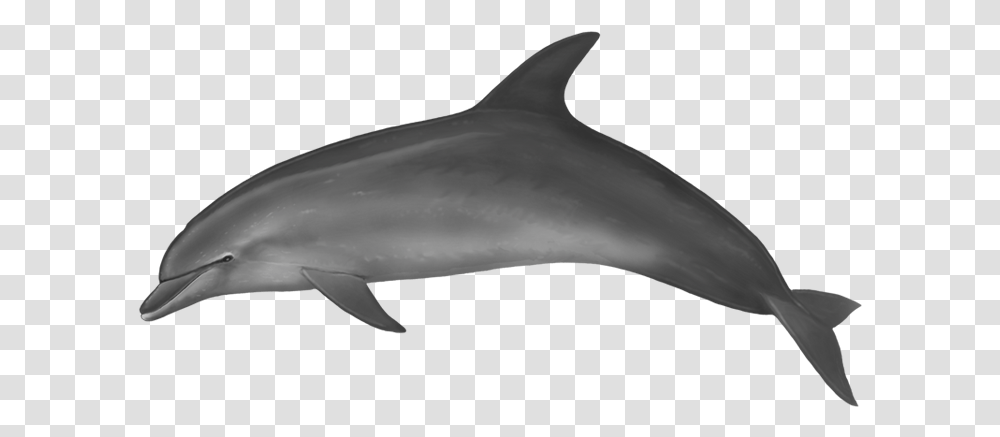 Download Spinner Dolphin Clipart Dolphin With No Background, Shark, Sea Life, Fish, Animal Transparent Png