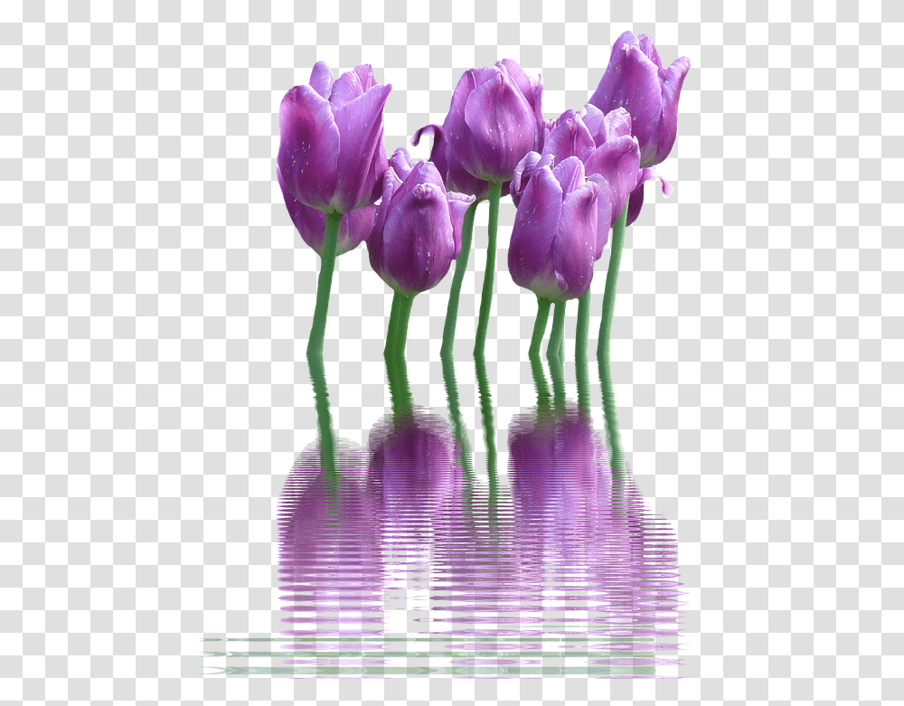 Download Spring Flower 404 Free Tulip, Plant, Blossom, Crocus, Petal Transparent Png