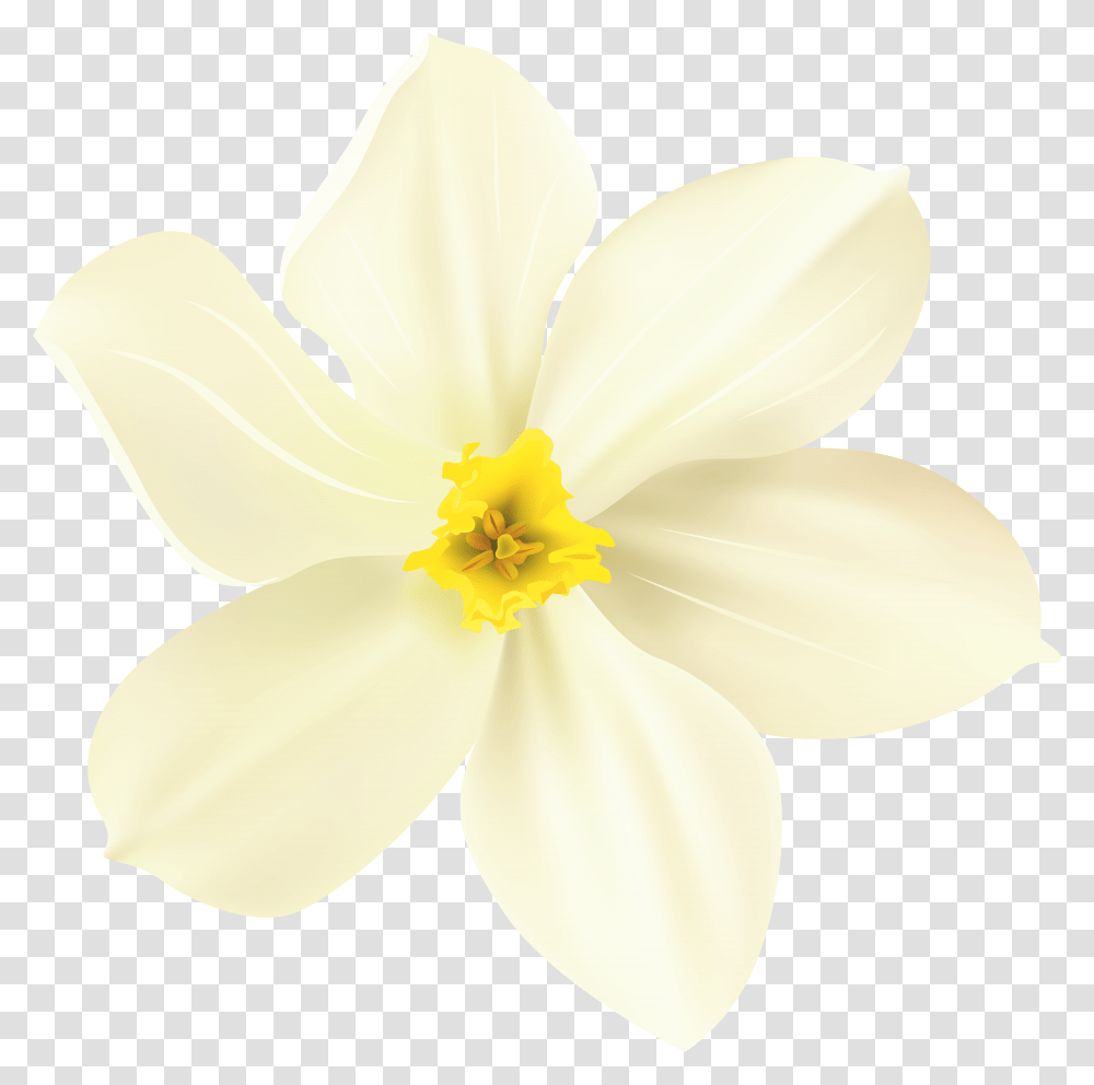 Download Spring Flower Image, Plant, Blossom, Petal, Daffodil Transparent Png