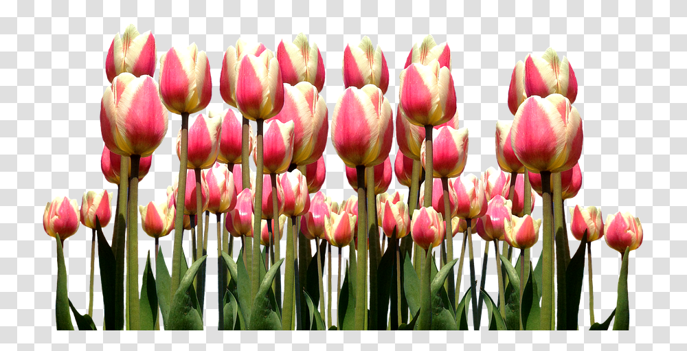 Download Spring Tulips Easter Flowers Nature Cut Tulip, Plant, Blossom, Photography, Petal Transparent Png