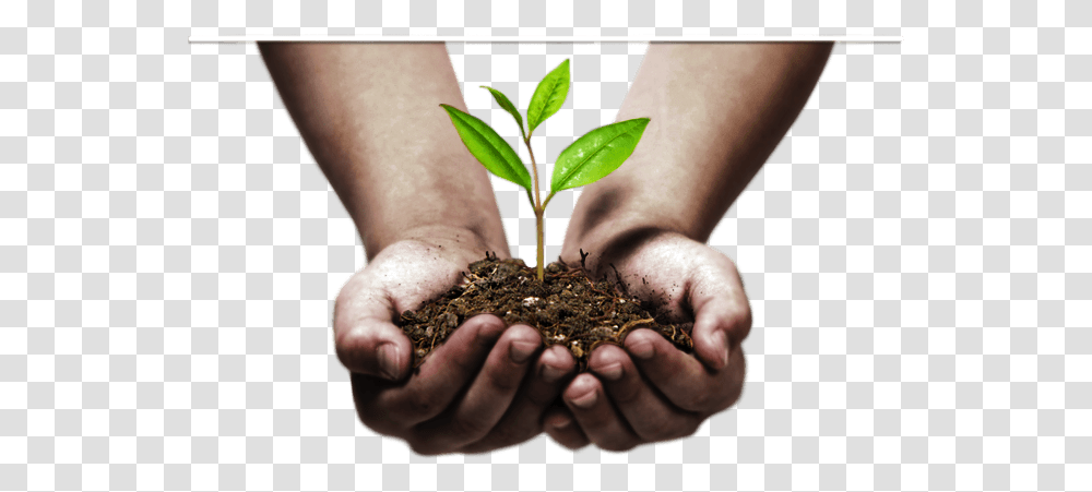 Download Sprout In Hands Hand Image Tree Plantation Images, Person, Outdoors, Garden, Planting Transparent Png