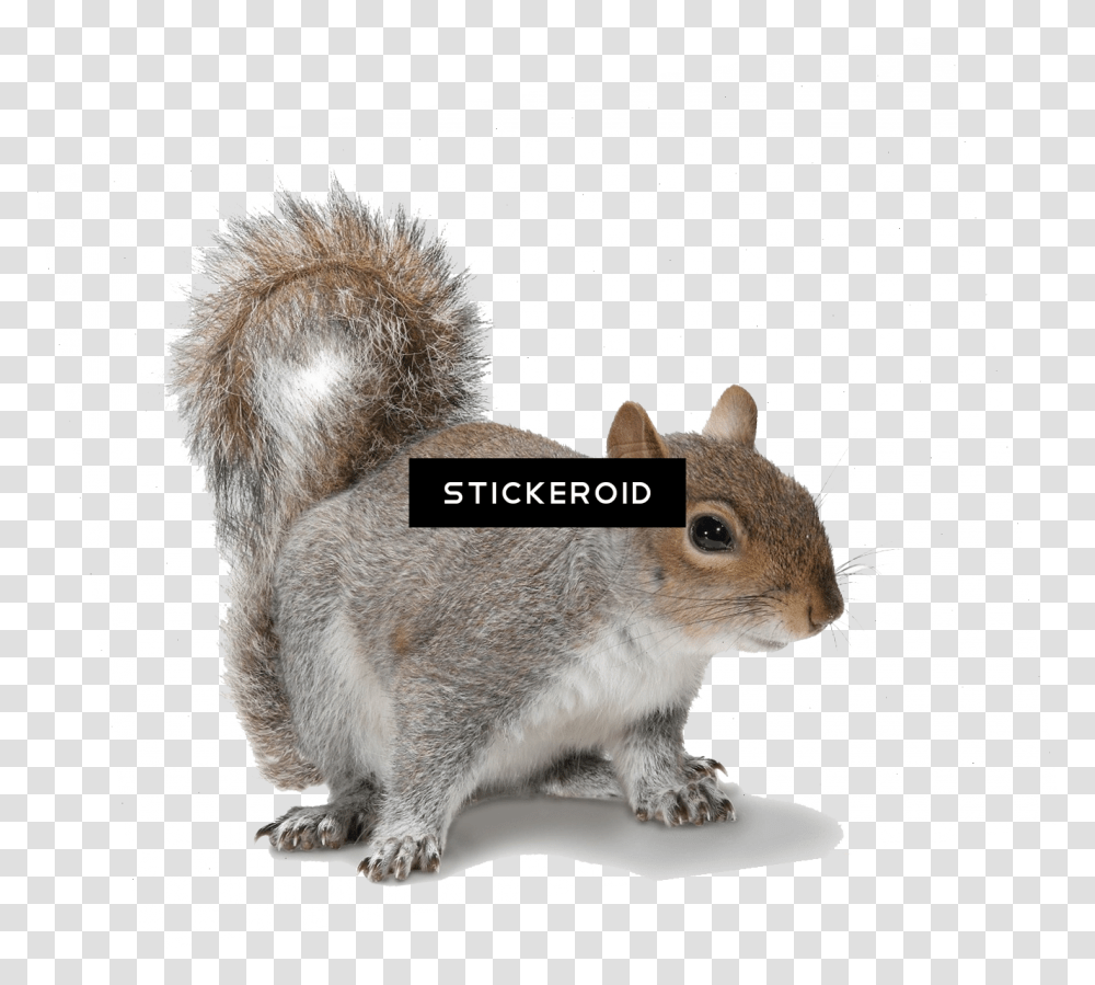 Download Squirrel Grey Squirrel White Background Full Squirrel Background, Rodent, Mammal, Animal Transparent Png