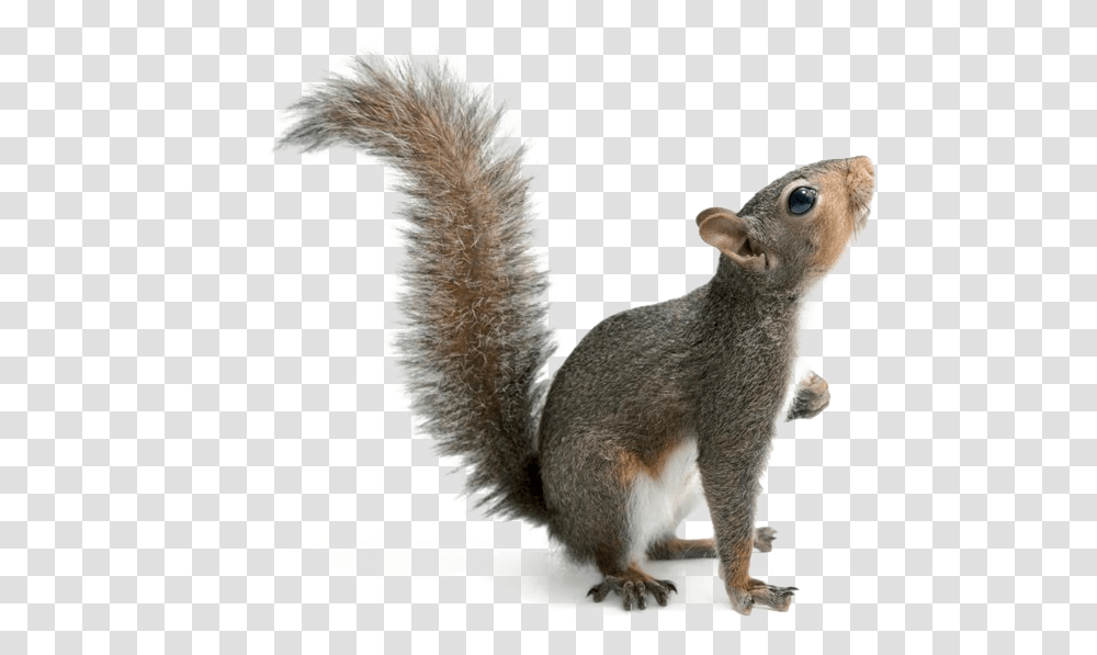 Download Squirrel Image Background Squirrel, Rodent, Mammal, Animal Transparent Png